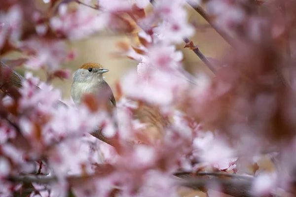 Весна Саду Спів Пташиної Тематики Євразійський Блекеп Сільвія Атрікапілла Жінка — стокове фото