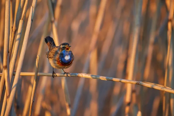 Primavera Naturaleza Tema Garganta Azul Con Manchas Blancas Luscinia Svecica — Foto de Stock