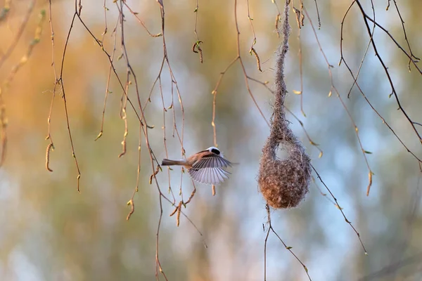 Spring Nature Theme Migrating Songbird European Penduline Tit Remiz Pendulinus — стокове фото