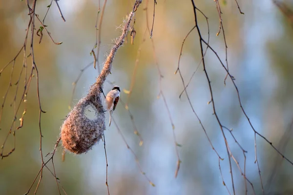 Spring Nature Theme European Penduline Tit Remiz Pendulinus Building Its — Stok fotoğraf