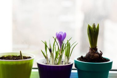 Küçük mor bitkisi çiçeği ve diğer ampuller tencere - çiçek balkon bahçe
