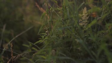 Ormanda güzel bir gün batımı