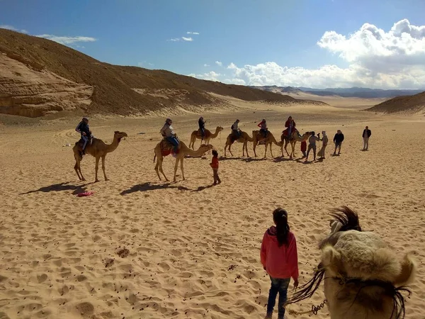 Mısır, muhteşem çöl, deve sürmek, güzel manzara ve sıcak kum.