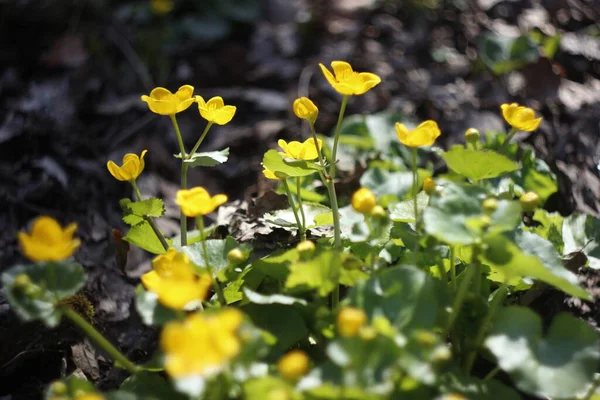 Ormanda güzel çiçekler, muhteşem bir manzara. 