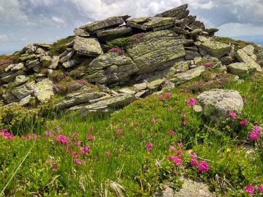 İnanılmaz dağ kayaları, güzel yaz havası ve harika çiçekler. 