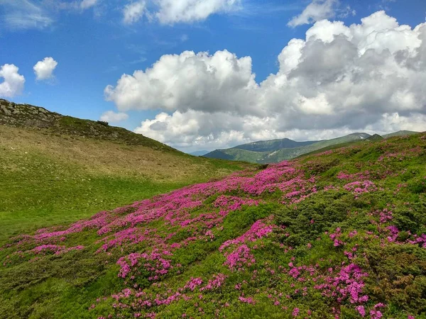 İnanılmaz dağ tepeleri, güzel yaz havası ve harika çiçekler. 