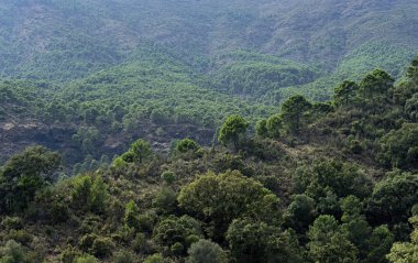 Güney İspanya, Andalusia'Akdeniz orman