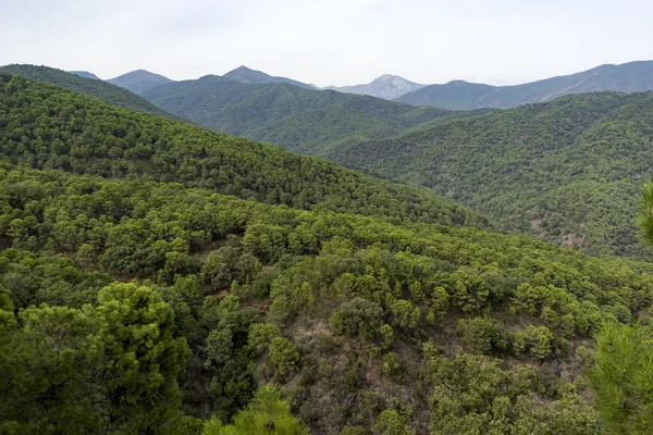 Floresta Mediterrânica Sul Espanha Andaluzia — Fotografia de Stock