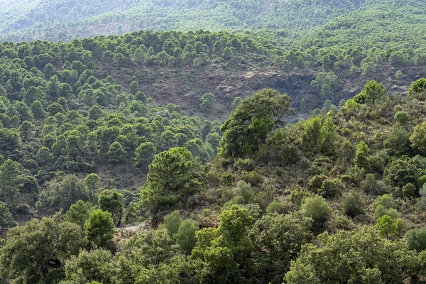 Floresta Mediterrânica Sul Espanha Andaluzia — Fotografia de Stock