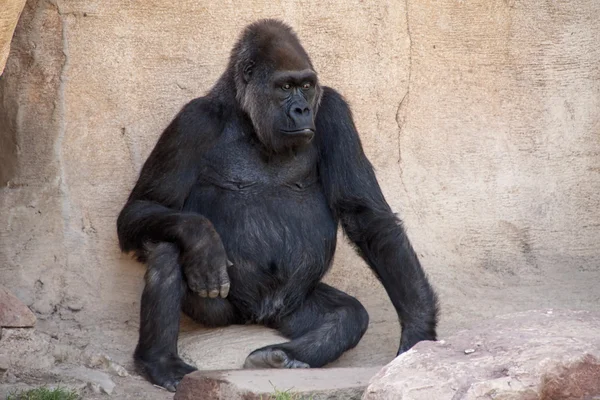 African Wild Animals Gorilla — Stock Photo, Image