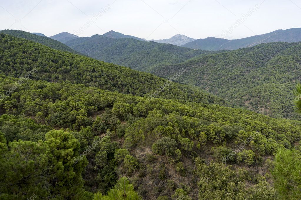 Mediterranean forest in southern Spain, Andalusia