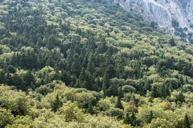 Sierra de Grazalema doğal parkı Cadiz, İspanya