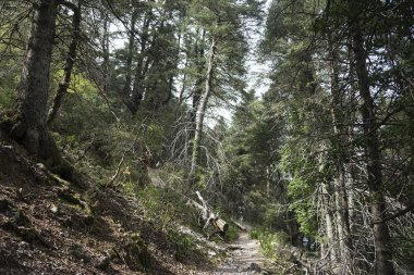 Sierra de Grazalema doğal parkı Cadiz, İspanya