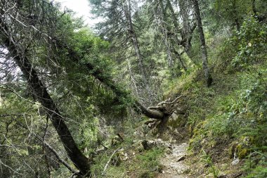 Sierra de Grazalema doğal parkı Cadiz, İspanya