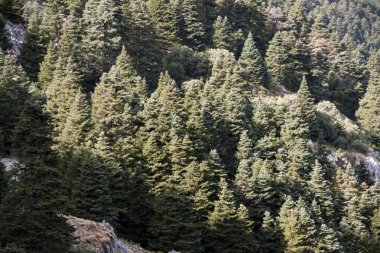 Sierra de Grazalema doğal parkı Cadiz, İspanya