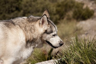 Evde beslenen hayvan, köpek, Alaskan Malamute