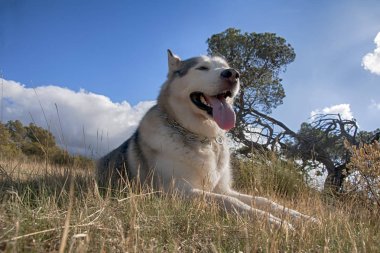 Evde beslenen hayvan, köpek, Alaskan Malamute