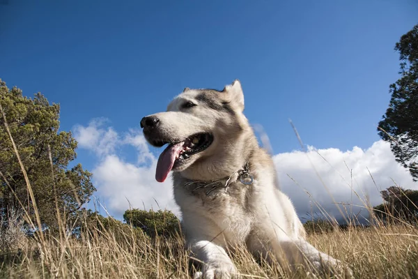 Mascotas, perros, Alaska Malamute —  Fotos de Stock