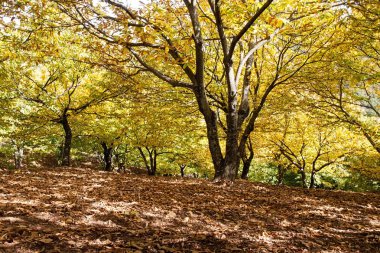 varış sonbahar sezon Malaga il kestane Genal vadide