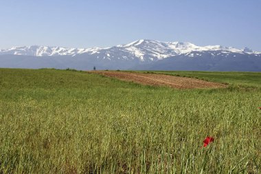Sierra Nevada İlkbaharda, Endülüs