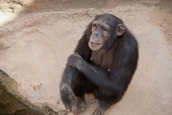Vahşi hayvan türleri tutsak, maymunlar — Stok fotoğraf