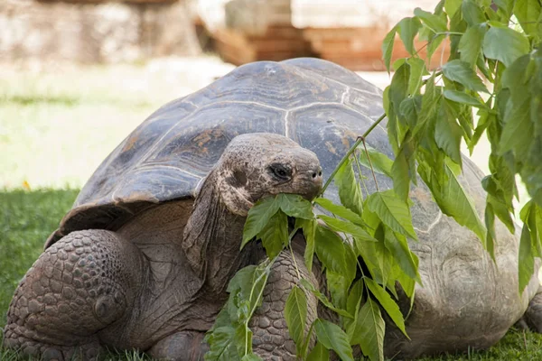 Tartaruga Delle Galapagos Cattività — Foto Stock