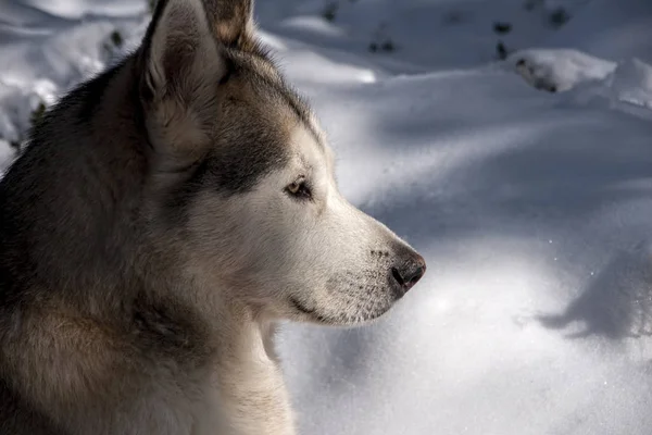 Razas de perros, alaskan malamute lobo gris —  Fotos de Stock