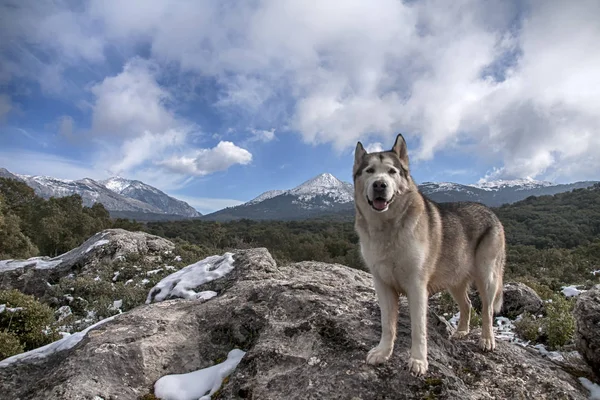 Razas de perros, alaskan malamute lobo gris —  Fotos de Stock