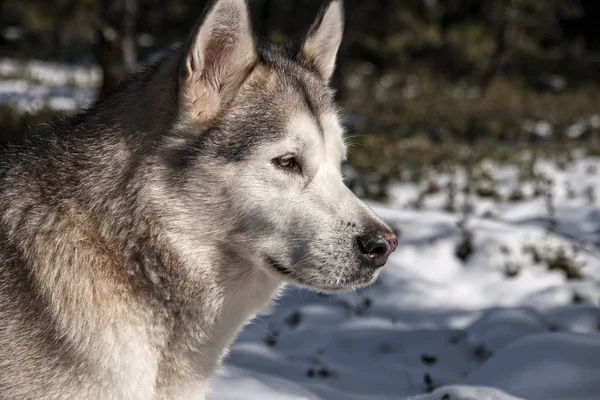 Köpek cinsi, Alaska malamute gri kurt. — Stok fotoğraf