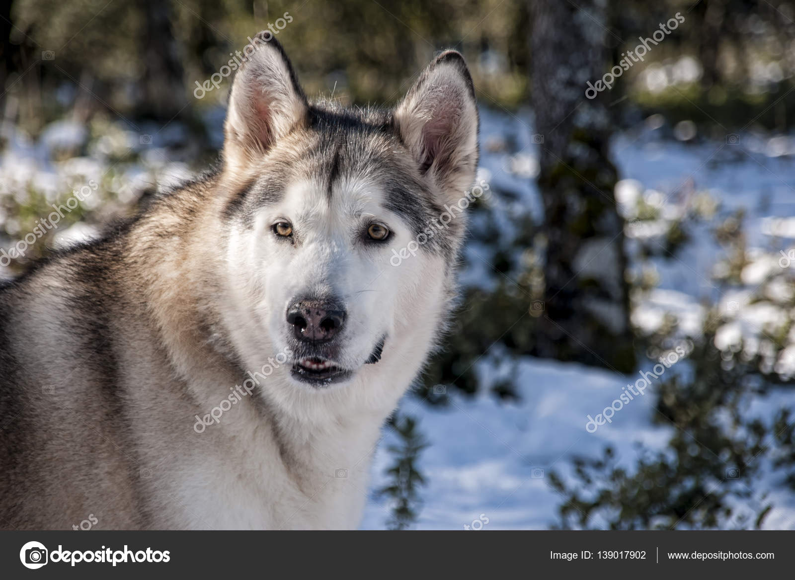 Races De Chiens Alaskan Malamute Gris Loup Photographie