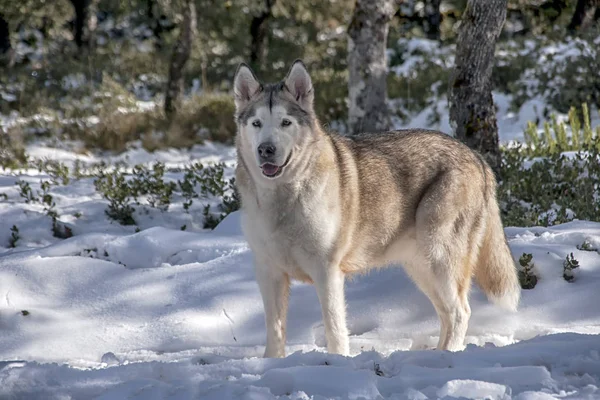 Razas de perros, alaskan malamute lobo gris — Foto de Stock