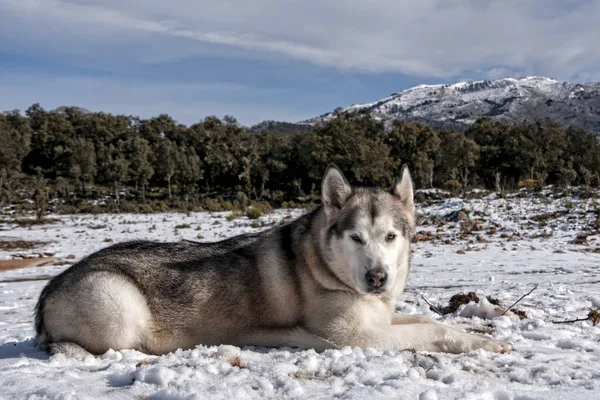 Plemena psů, alaskan malamute šedý vlk — Stock fotografie
