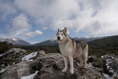 Beautiful malamute in a snowy environment clipart
