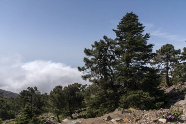 Sierra Bermeja, Malaga köknar doğal park