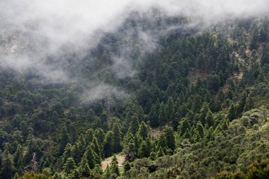 Sierra Bermeja, Malaga köknar doğal park