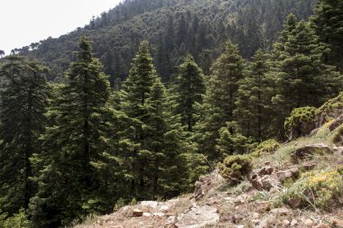 Sierra Bermeja, Malaga köknar doğal park
