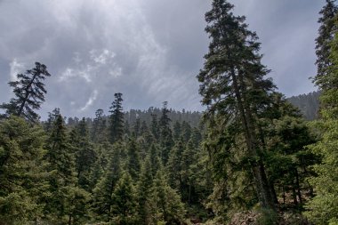 Sierra Bermeja, Malaga köknar doğal park
