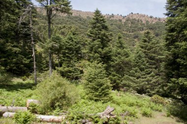 Sierra Bermeja, Malaga köknar doğal park