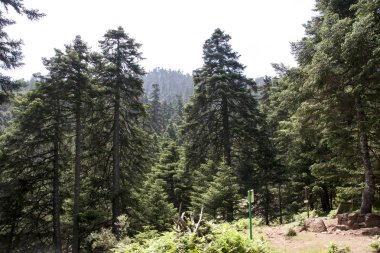 Sierra Bermeja, Malaga köknar doğal park