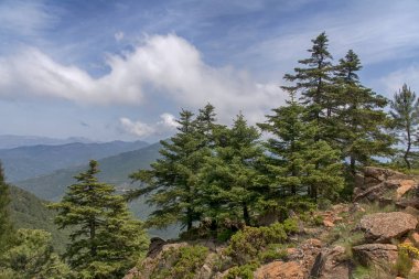 Sierra Bermeja, Malaga köknar doğal park