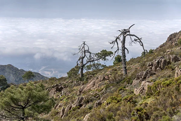 エステポナ マラガの王立公園の山脈 Bermeja — ストック写真