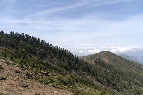 Naturpark Tanne in der Sierra Bermeja, Malaga — Stockfoto