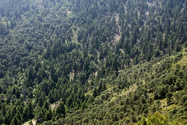 Fir natural park in the Sierra Bermeja, Malaga — Stock Photo, Image