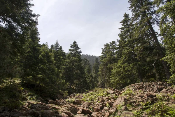 Naturpark Tanne in der Sierra Bermeja, Malaga — Stockfoto