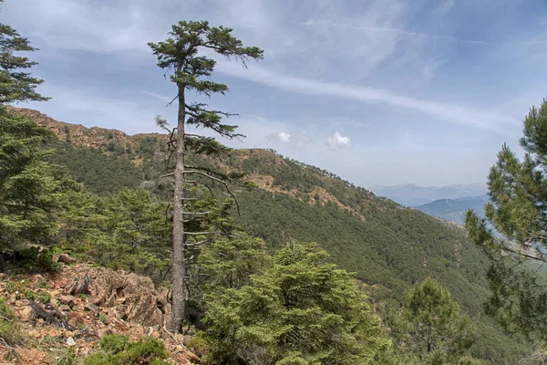 Parque natural do abeto na Serra Bermeja, Málaga — Fotografia de Stock