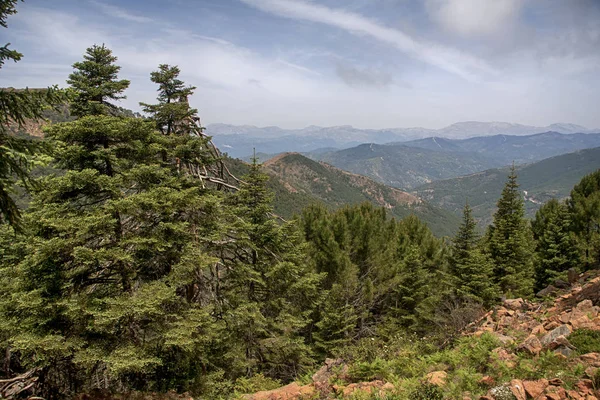 Sierra Bermeja, Malaga köknar doğal park
