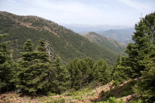 Naturpark Tanne in der Sierra Bermeja, Malaga — Stockfoto