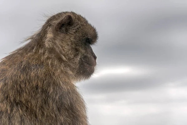 Berühmter Affe Des Felsens Von Gibraltar — Stockfoto