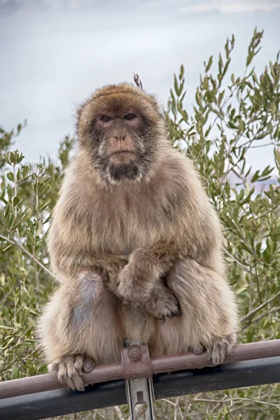 Berühmter Affe Des Felsens Von Gibraltar — Stockfoto