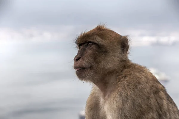 Berühmter Affe Des Felsens Von Gibraltar — Stockfoto